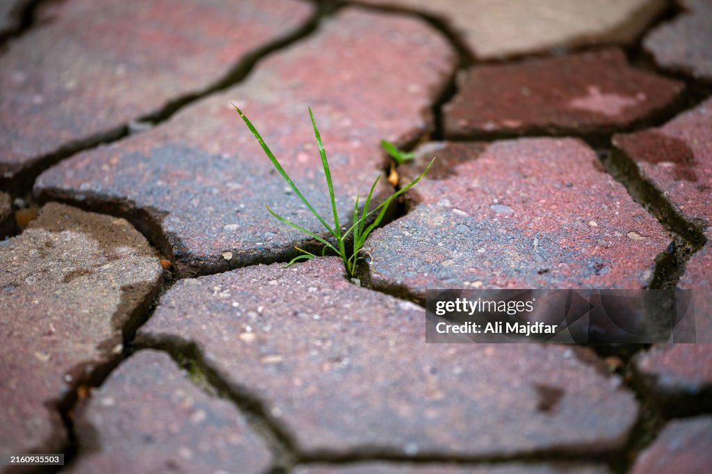Unwanted Weed in your Pavement