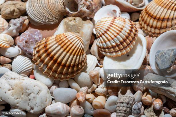 sea shells pattern - seashell stock pictures, royalty-free photos & images