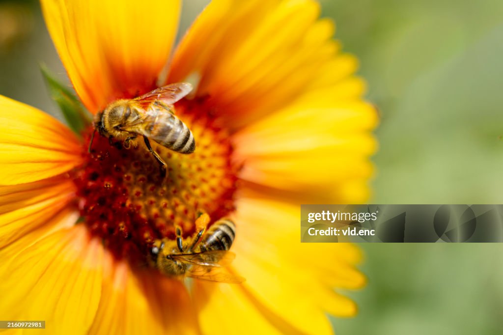 Two Bees Collecting Nectar from a yellow flower
