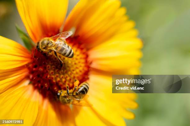 duas abelhas que coletam o néctar de uma flor amarela - polinização - fotografias e filmes do acervo