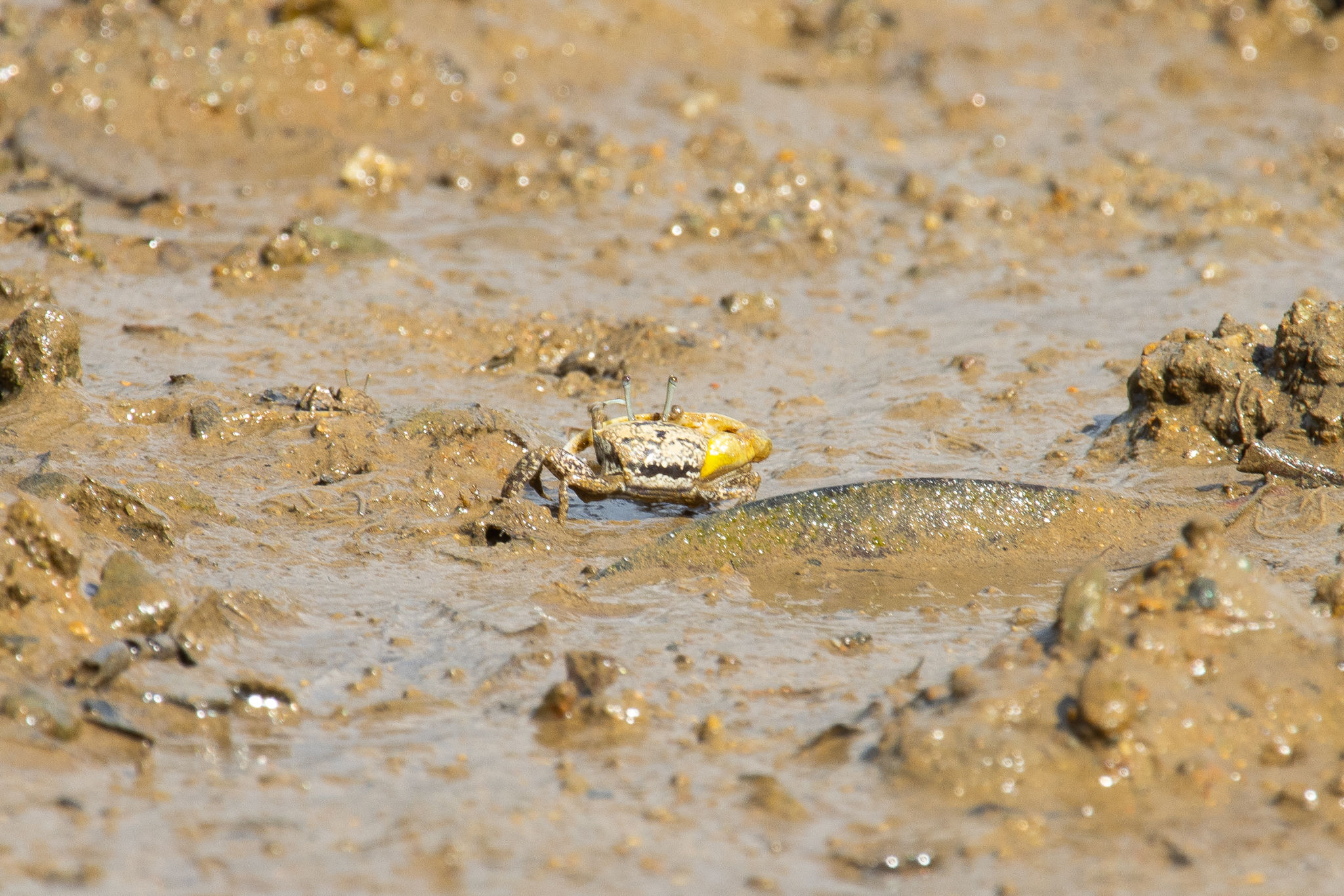 amami marine life