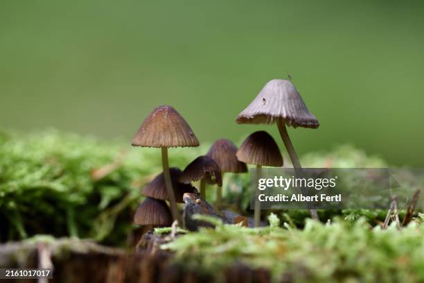 mushrooms on a tree stump - psilocybin stock pictures, royalty-free photos & images