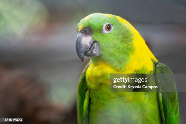 yellow naped parrot close-up with copy space - parakeet stock pictures, royalty-free photos & images