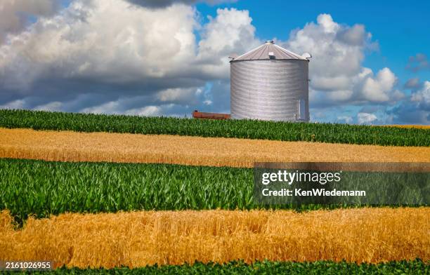 cultivo de trigo y maíz - condado de lancaster pensilvania fotografías e imágenes de stock