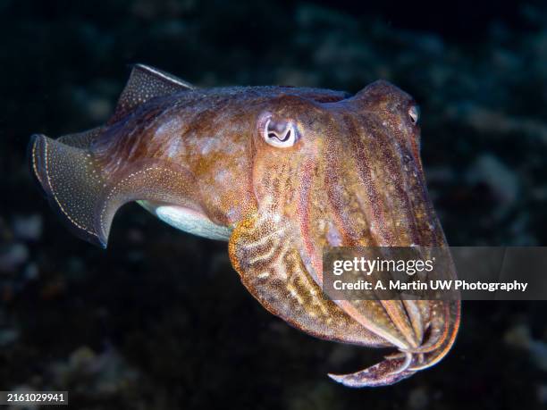 a cuttlefish underwater in the sea (sepia officinalis, european common cuttlefish), mediterranean sea, natural scene, spain - cuttlefish stock pictures, royalty-free photos & images