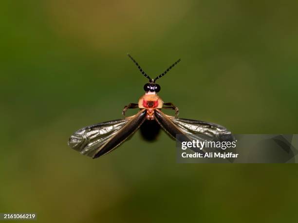 Extinct Fly 5,155 Extinct Plants Stock Photos, High-Res Pictures, and Images ...