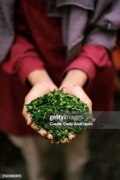 close up of chopped up scrap kitchen vegetable for organic chicken feed mixture - chopped herbs stock pictures, royalty-free photos & images