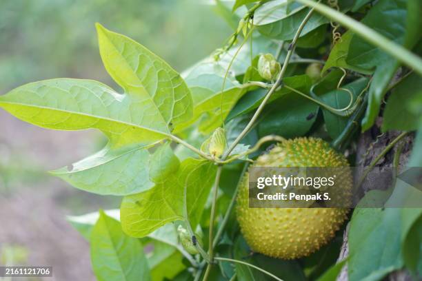 gac fruit - sharp stock pictures, royalty-free photos & images