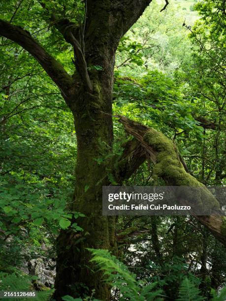 Tree Back Piece 10,348 Tree Trunk Piece Stock Photos, High-Res Pictures, and Images ...