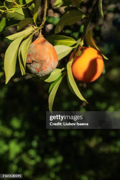 Soft Orange Tree Rotten 5,397 Rotten Tree Stock Photos, High-Res Pictures, and Images - Getty ...