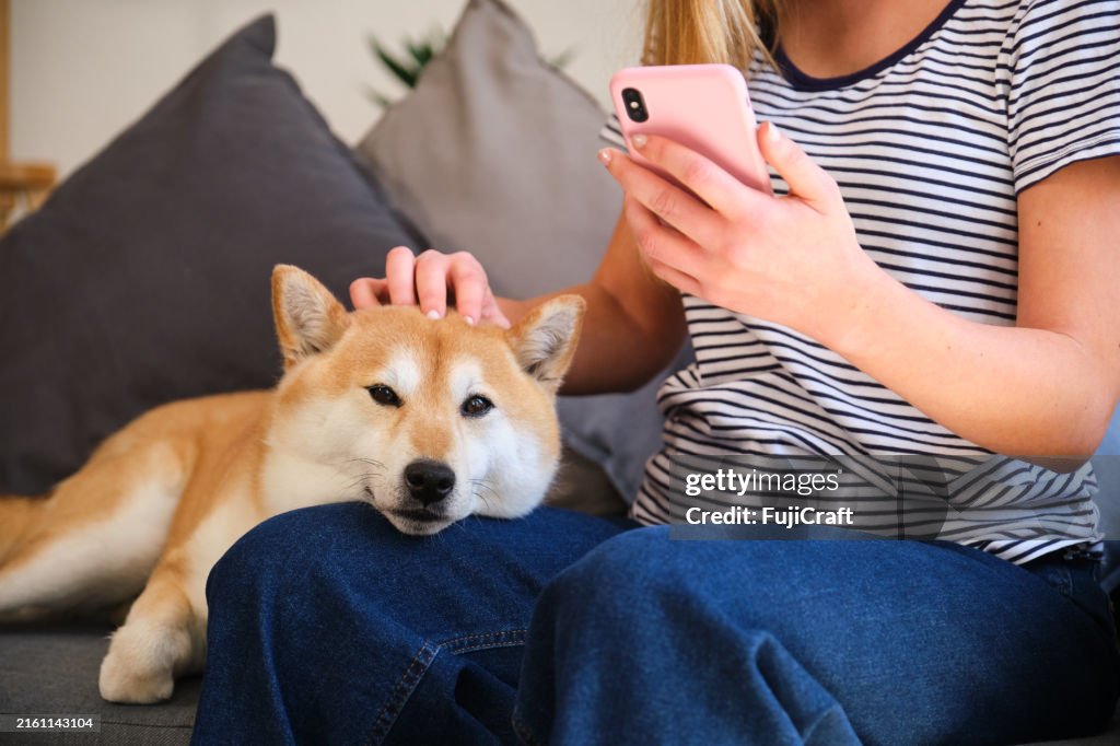 Woman petting shiba inu dog while using smartphone at home