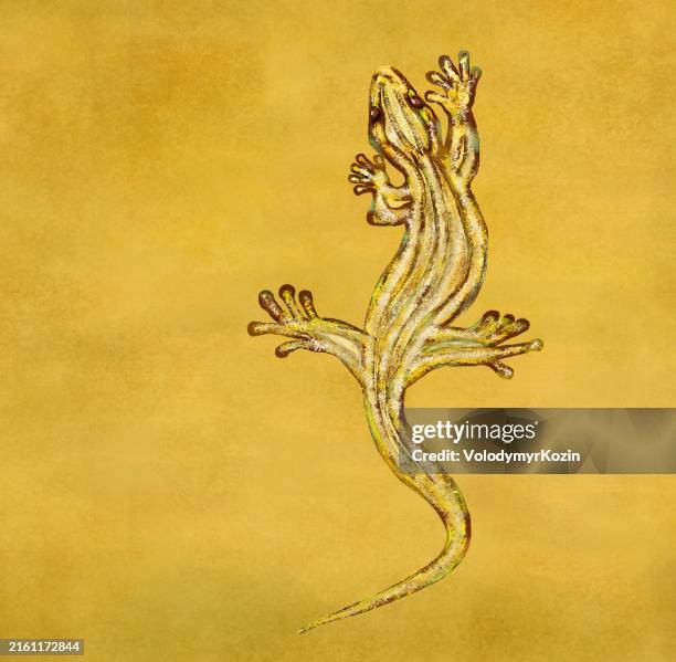golden lizard with ruby eyes - ruby stock illustrations