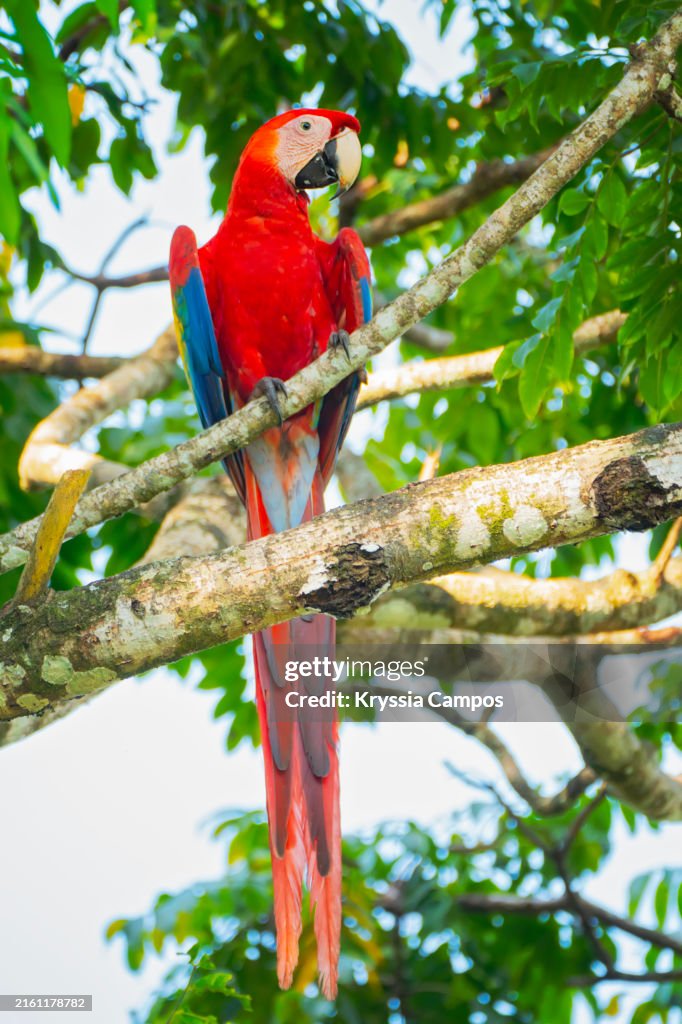 Scarlet Macaw Perched on a Tree