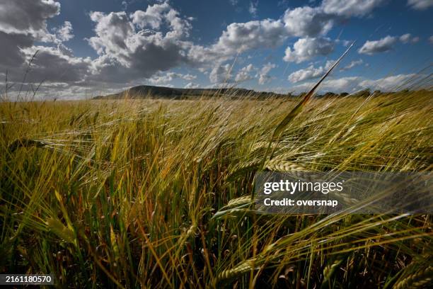 wind through ripening barley - cevada imagens e fotografias de stock