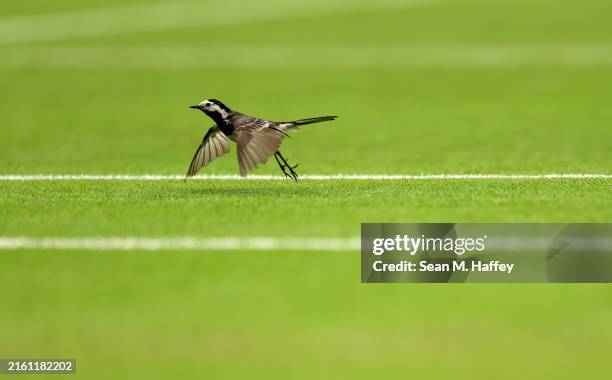 Pied wagtail is seen on Court One during day eight of The Championships Wimbledon 2024 at All England Lawn Tennis and Croquet Club on July 08, 2024...