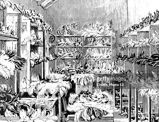 Illustration depicting ostrich feathers ready for packing and dispatch on an ostrich farm near Grahamstown, South Africa. Dated 19th Century.