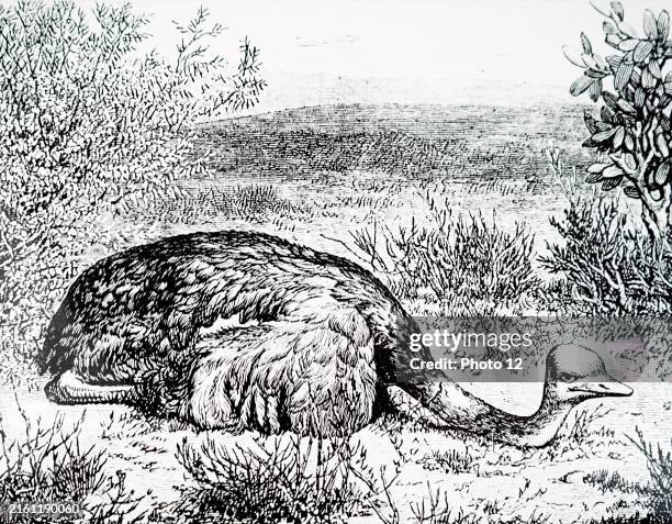 Illustration depicting an ostrich sitting in an ostrich farm near Grahamstown, South Africa. Dated 19th Century.