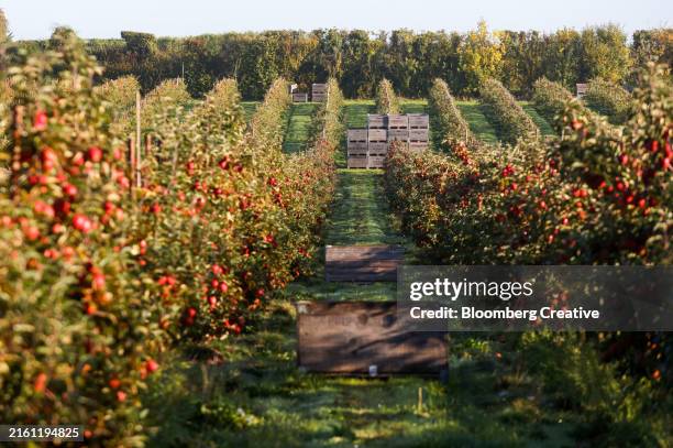 red apples growing in an orchard - autumn apple picking stock pictures, royalty-free photos & images