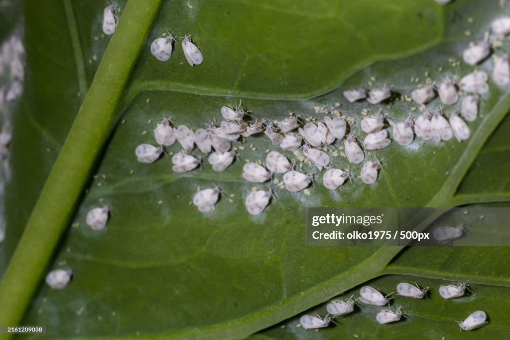 Close-up of water drops on leaves