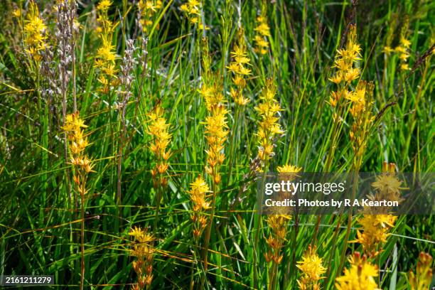 bog asphodel (narthecium ossifragum) flowering on uk moorland in july - bog stock pictures, royalty-free photos & images