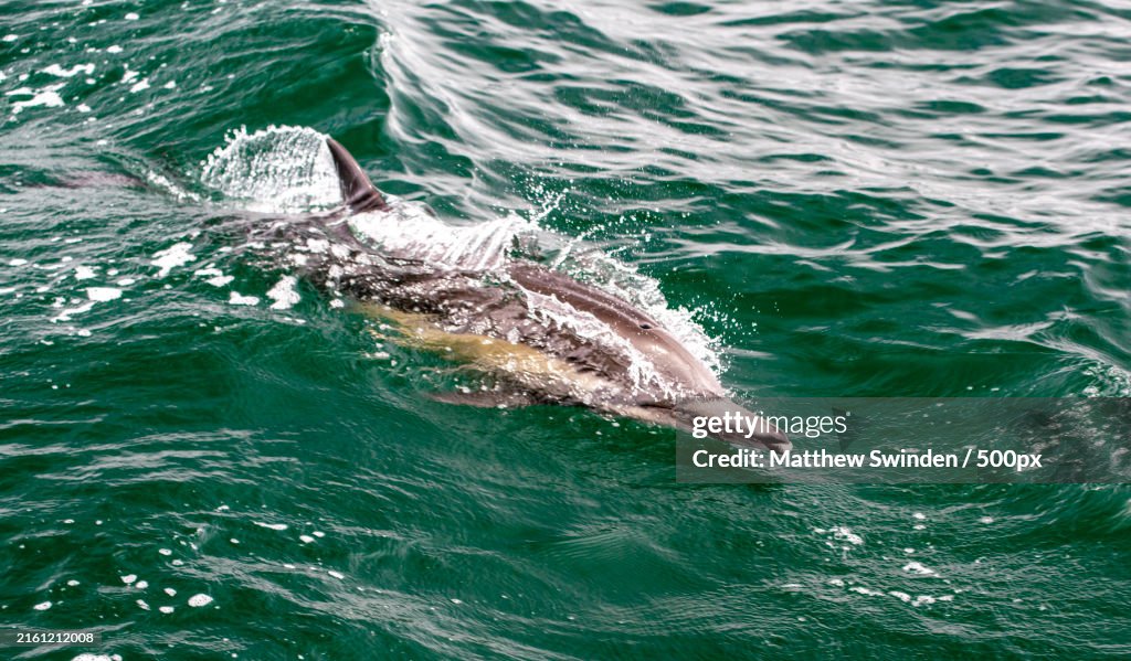 High angle view of dolphin swimming in sea,Dana Point,California,United States,USA
