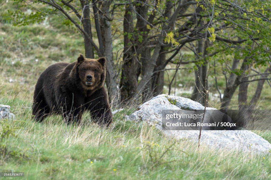 Portrait of brown eurasian brown grizzly bear on field,Abruzzo,Italy