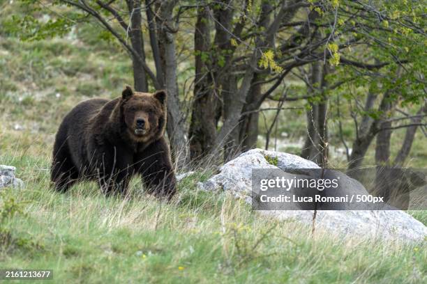 portrait of brown eurasian brown grizzly bear on field,abruzzo,italy - bär stock-fotos und bilder