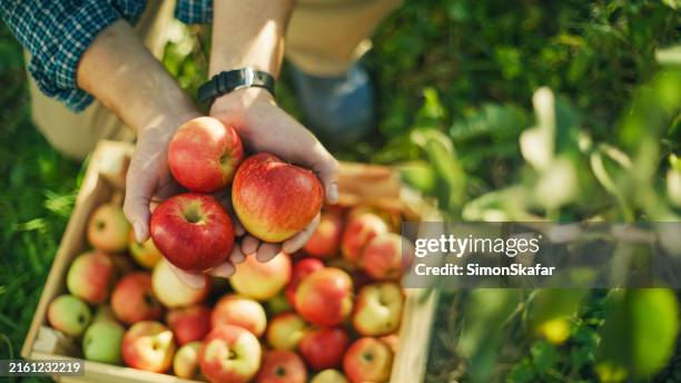 frutticoltore senior che raccoglie mele nel frutteto - raccogliere frutta foto e immagini stock