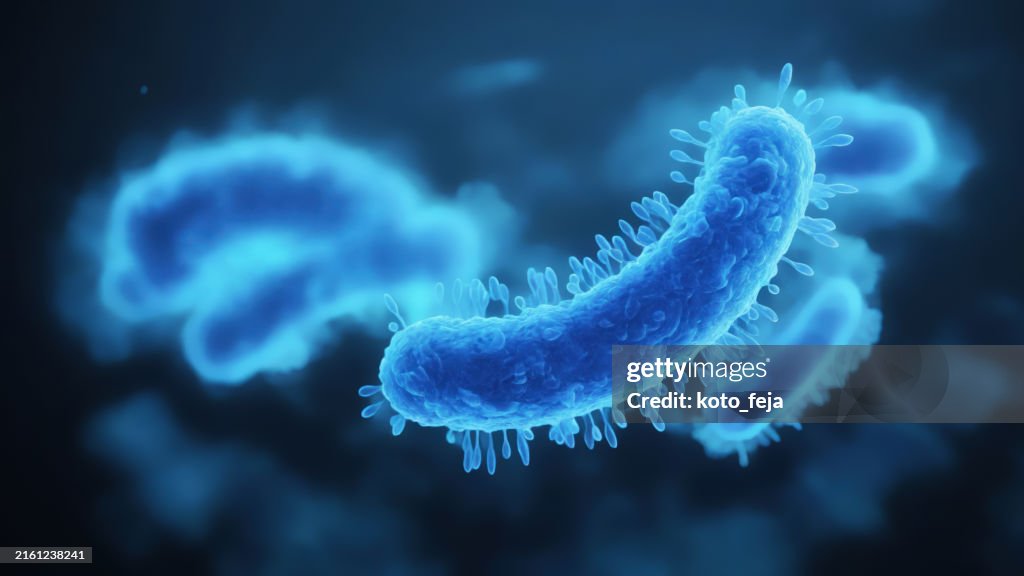 Illustration médicale des bactéries