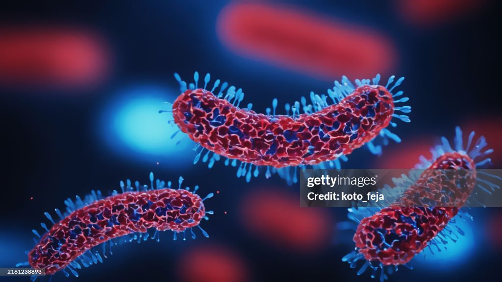 Bacteria medical illustration