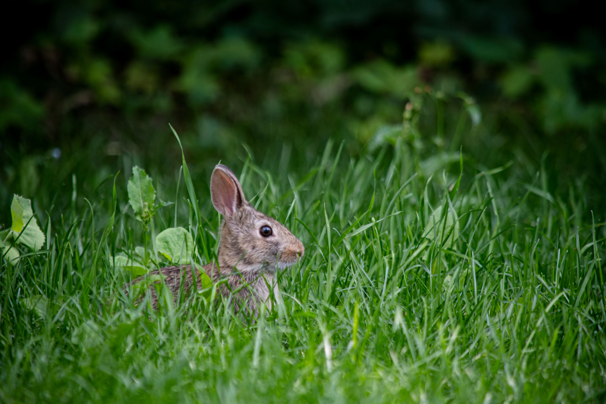 wildlife control