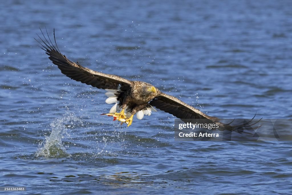 White-tailed Eagle catch fish