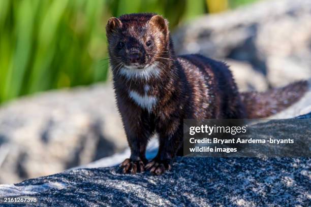 mink on the go - weasel stock pictures, royalty-free photos & images