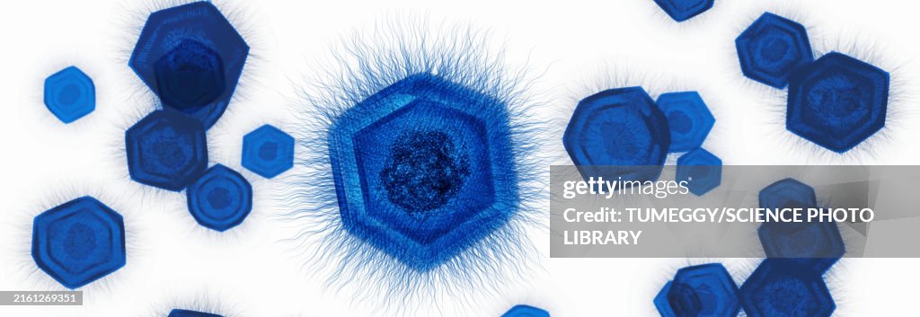 Giant virus structure, illustration