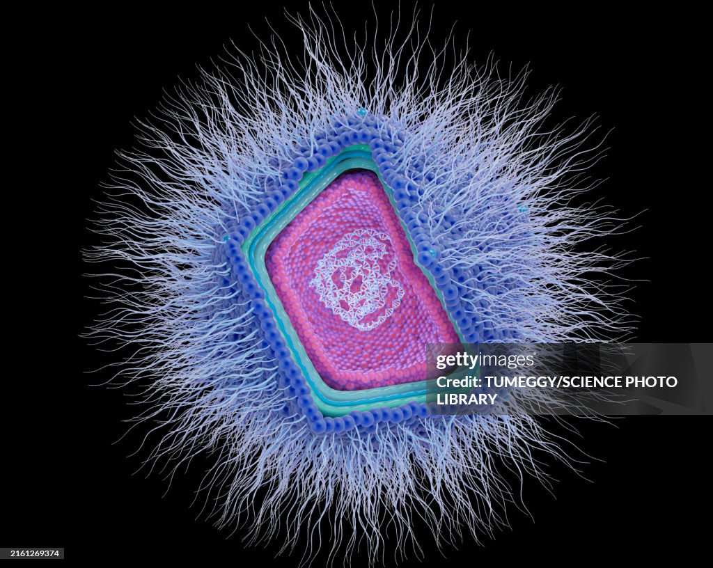 Giant virus structure, illustration