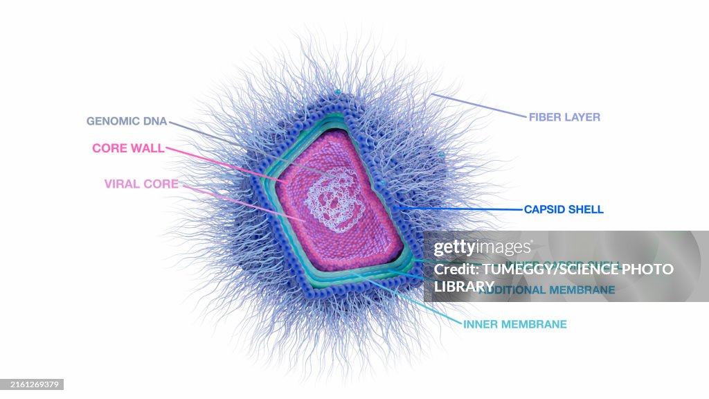 Giant virus structure, illustration