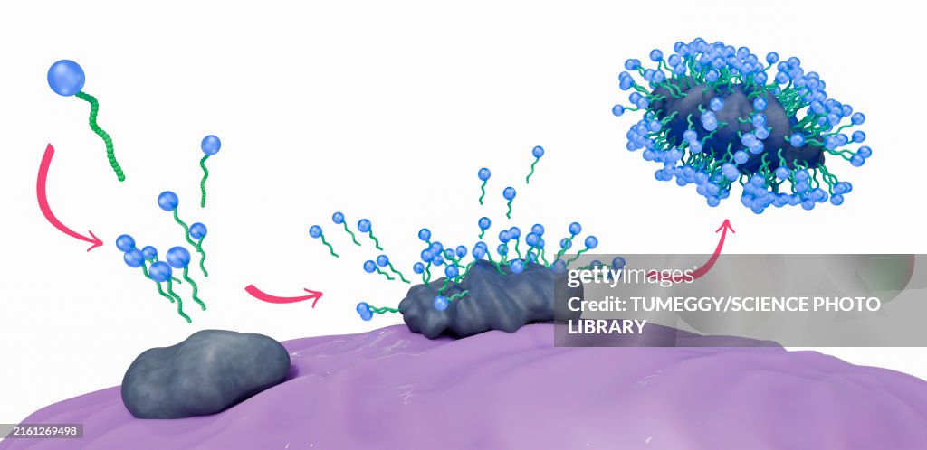 Soap molecules capturing dirt within micelles, illustration