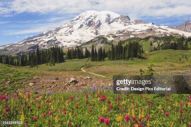 Alpine Wildflowers And Mount Rainier In Mount Rainier National Park; Washington United States Of America.