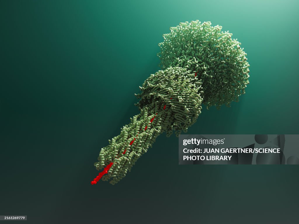 Injectiosome Structure Salmonella Bacteria Injectisome Illustration High-Res Vector Graphic ...