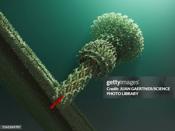 Injectiosome Structure 172 Host Bacteria Stock Photos, High-Res Pictures, and Images - Getty ...