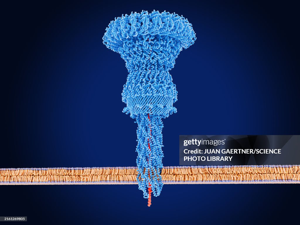 Injectiosome Structure Salmonella Bacteria Injectisome Delivering Proteins Into Host Cell ...