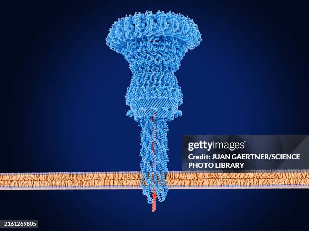 Injectiosome Structure Salmonella Bacteria Injectisome Delivering Proteins Into Host Cell ...
