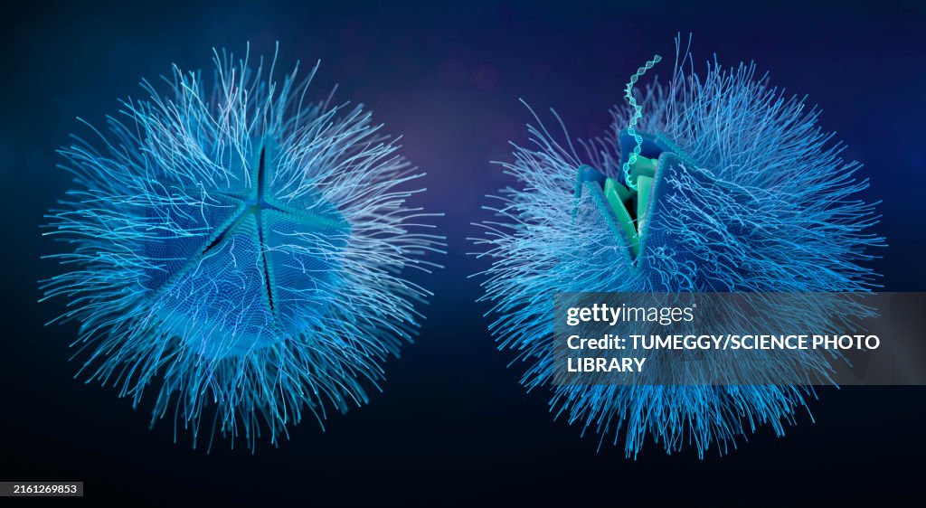 Giant virus particles releasing DNA, illustration