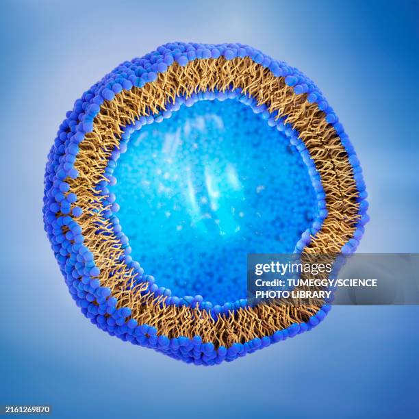 liposome cross-section, illustration - bilayer lipid membrane stock illustrations