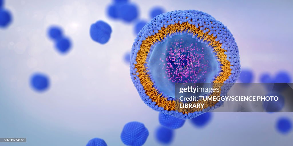 Liposome cross-section, illustration