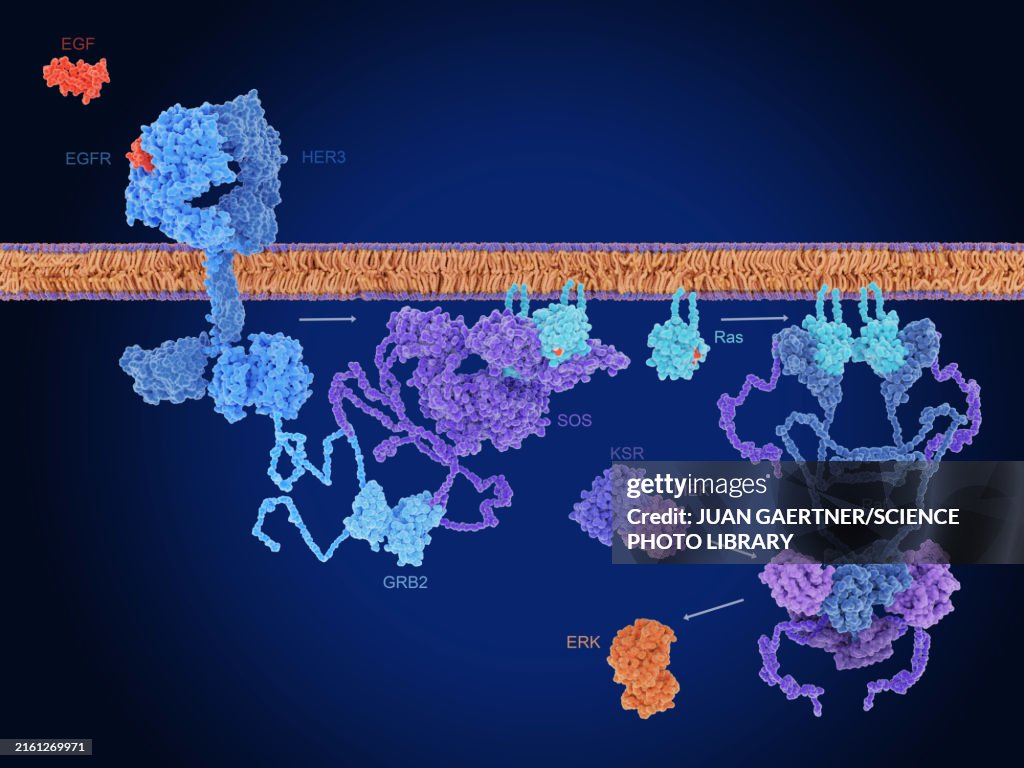 Raf-MEK-ERK cell signalling pathway, illustration