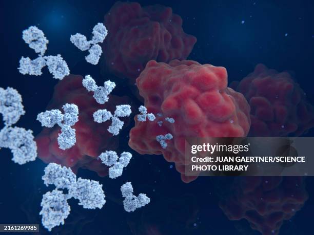 stockillustraties, clipart, cartoons en iconen met anti-cancer monoclonal antibodies inhibiting her2 membrane-bound receptor, illustration - celmembraan