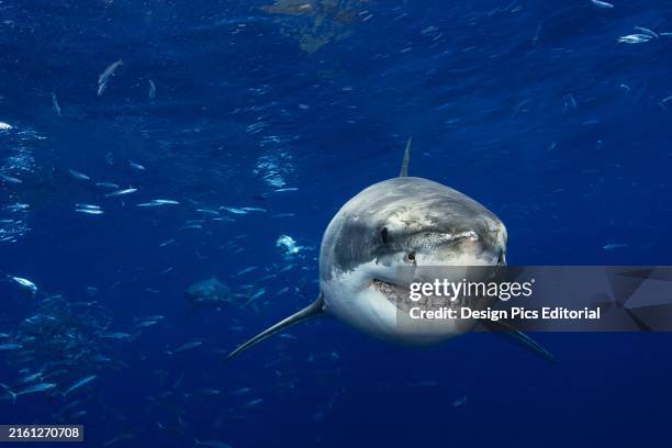 Mexico, Great White Shark ; Guadalupe Island.
