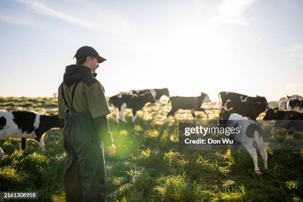 young nz dairy farmer with calves - farmer stock pictures, royalty-free photos & images