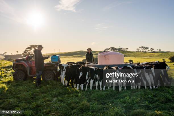 farm workers feeding young cows - sustainable development goals stock pictures, royalty-free photos & images
